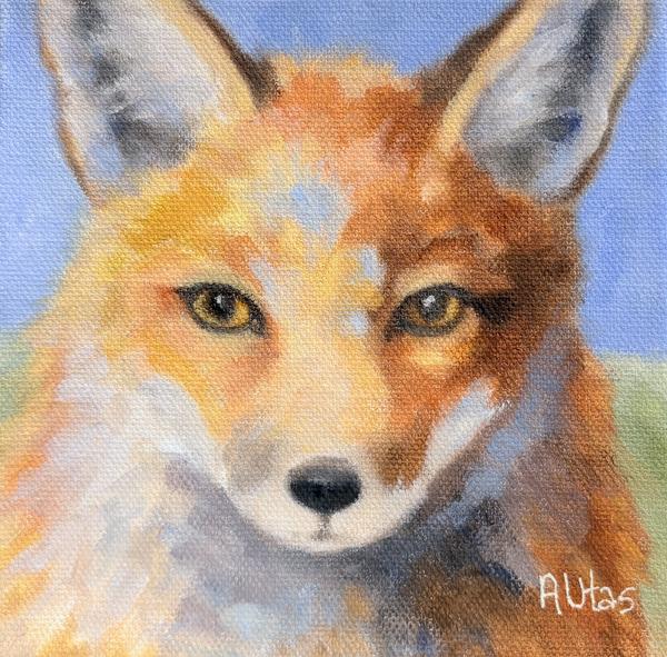 Shy Fox